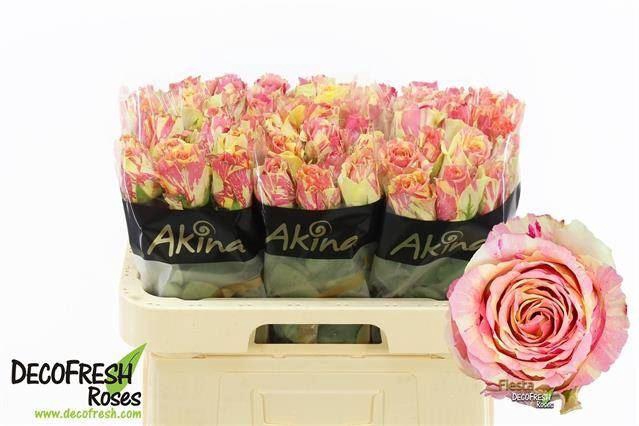<h4>ROSA GR 'FIESTA'</h4>