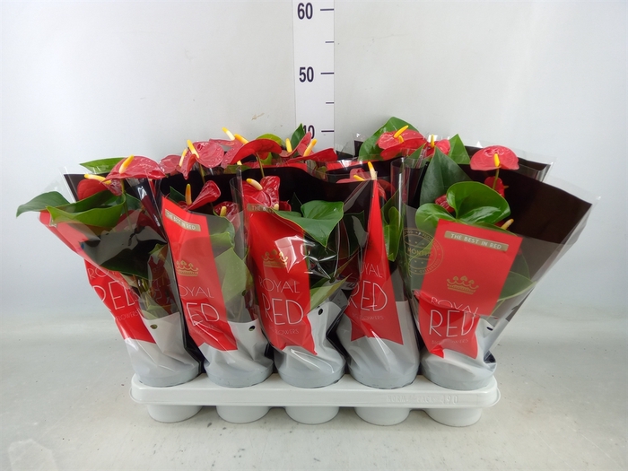 <h4>Anthurium andr. 'Royal Champion'</h4>