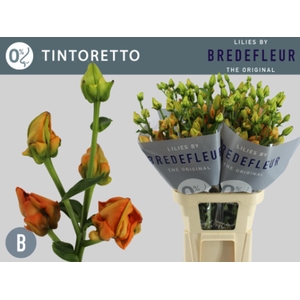 Li La Tintoretto 3+ Bredefleur