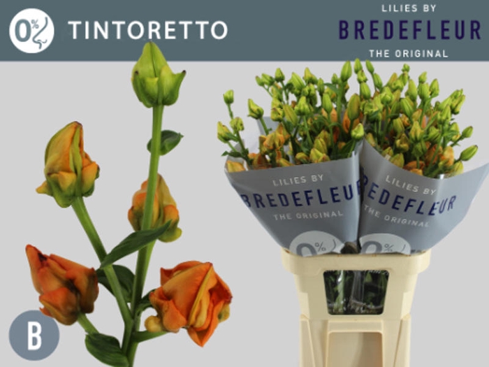<h4>Li La Tintoretto 3+ Bredefleur</h4>