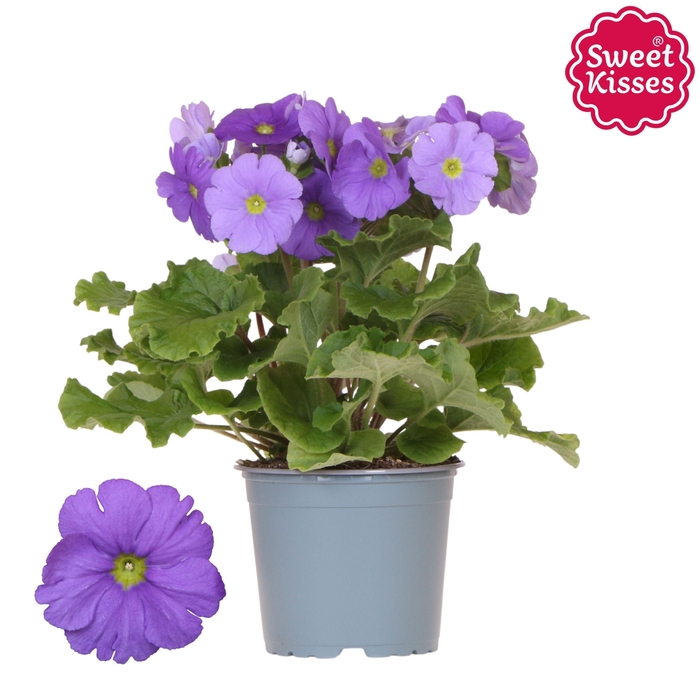 <h4>Primula blue</h4>