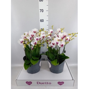 Phalaenopsis multi. 'FC Safe Haven'