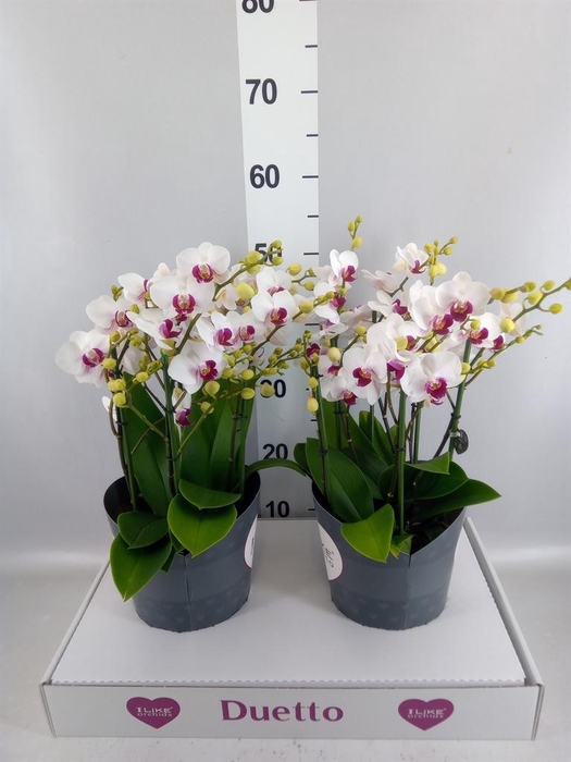 <h4>Phalaenopsis multi. 'FC Safe Haven'</h4>