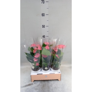 Anthurium andr. 'Pink Champion'