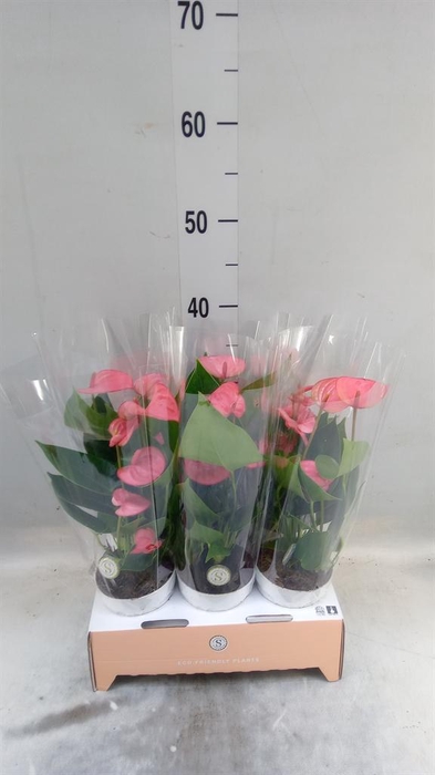 <h4>Anthurium andr. 'Pink Champion'</h4>