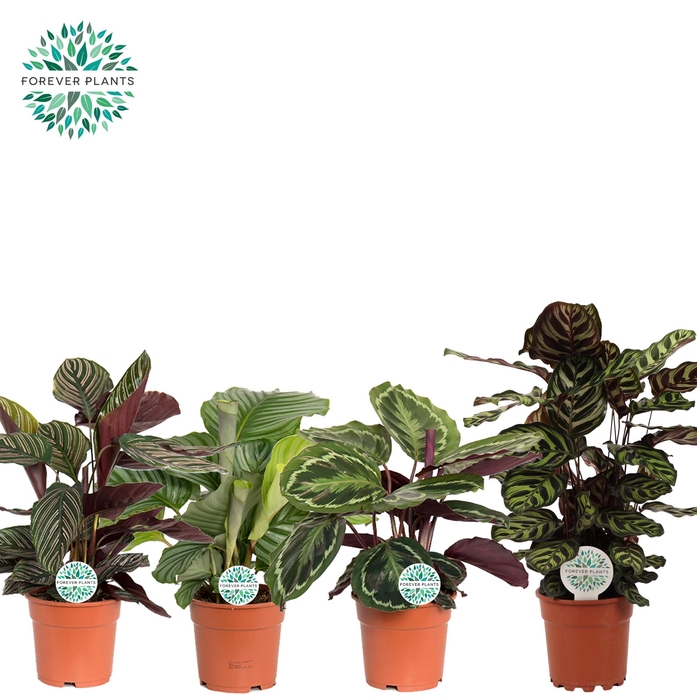 <h4>Calathea Gemengd p17</h4>