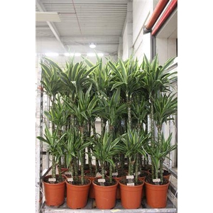 Dra De Lemon Lime 90-60-30 Cm