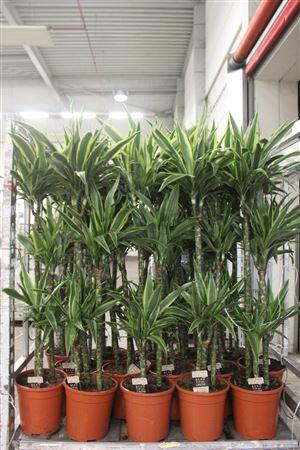 <h4>Dra De Lemon Lime 90-60-30 Cm</h4>