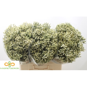 Limonium sinense Clear Diamond