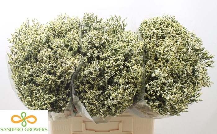 <h4>Limonium sinense Clear Diamond</h4>