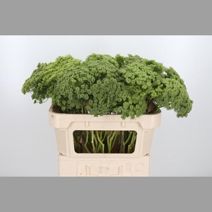 Ammi Majus Visnaga Zaad