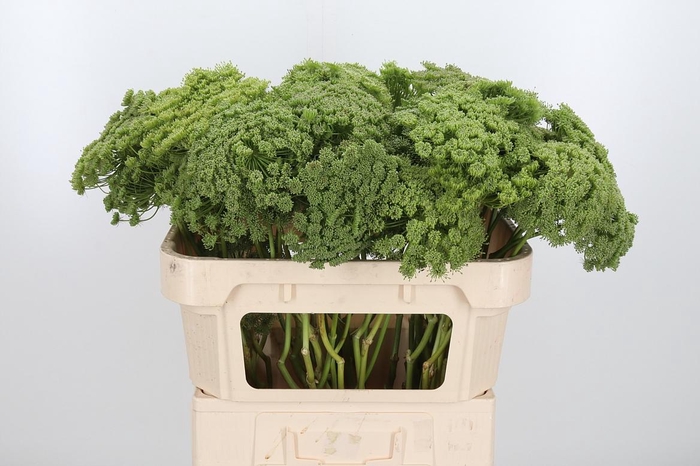 <h4>Ammi Majus Visnaga Zaad</h4>