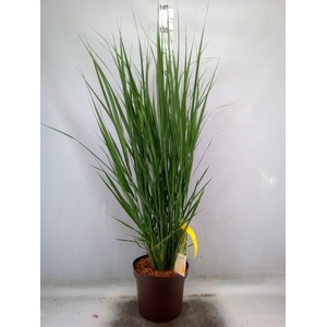Panicum virgatum