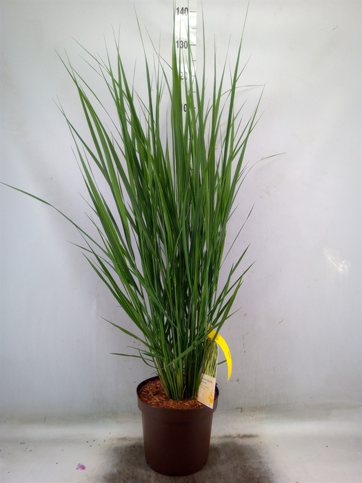 <h4>Panicum virgatum</h4>