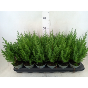 Juniperus chinensis 'Stricta'