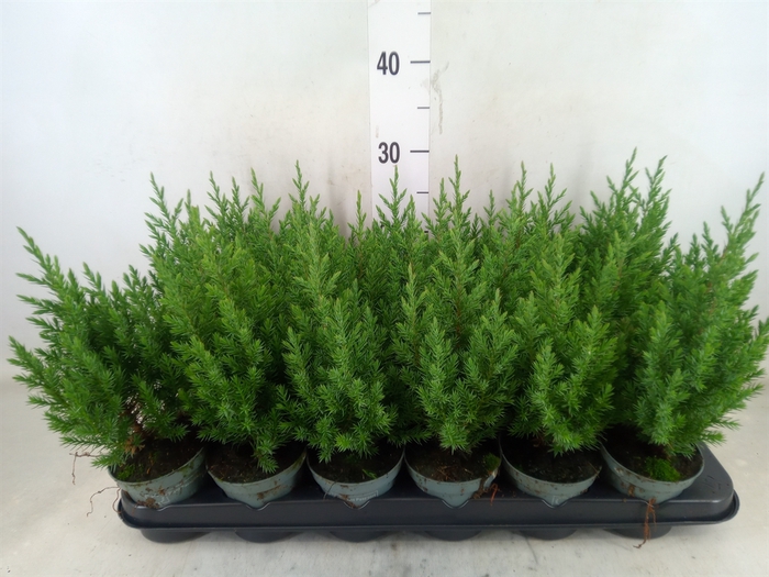 <h4>Juniperus chinensis 'Stricta'</h4>