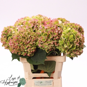 Hydr Verena Classic Munck