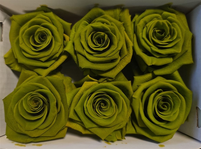 <h4>Ro Pres Green Army</h4>