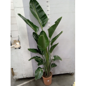 Strelitzia nicolai