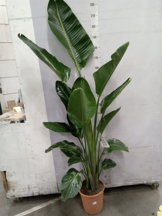 <h4>Strelitzia nicolai</h4>