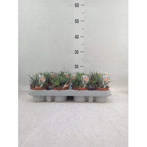 Haworthia fasciata 'Big Band'