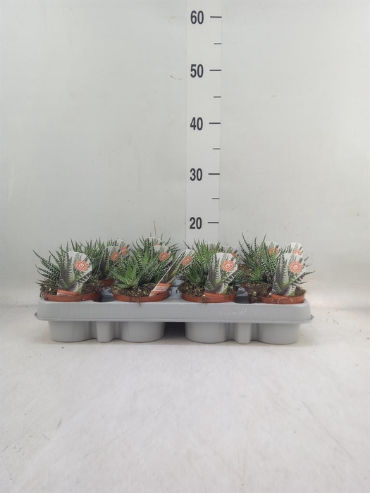 <h4>Haworthia fasciata 'Big Band'</h4>