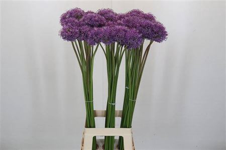 <h4>Allium Gladiator</h4>