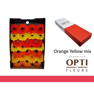 Gerbera Mix Orange - Yellow Doos
