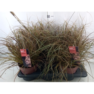 Carex oshimensis 'Everco Eversheen'