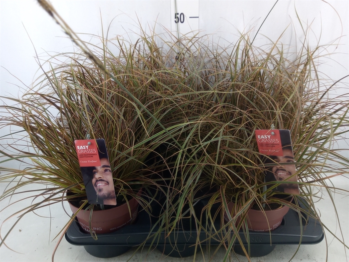 <h4>Carex oshimensis 'Everco Eversheen'</h4>