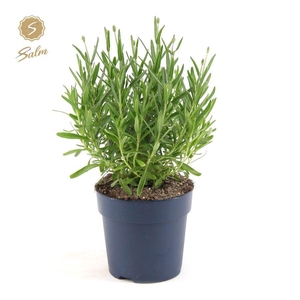 Lavandula ang. 'Felice'® Collection P12