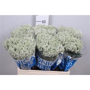 VERONICA MEDIA 'SMART WAVE'