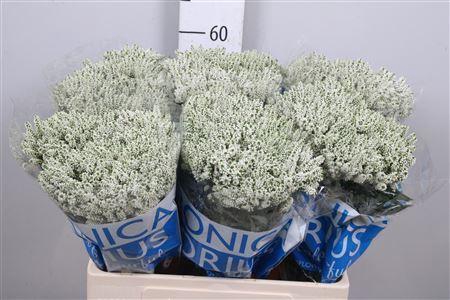 <h4>VERONICA MEDIA 'SMART WAVE'</h4>