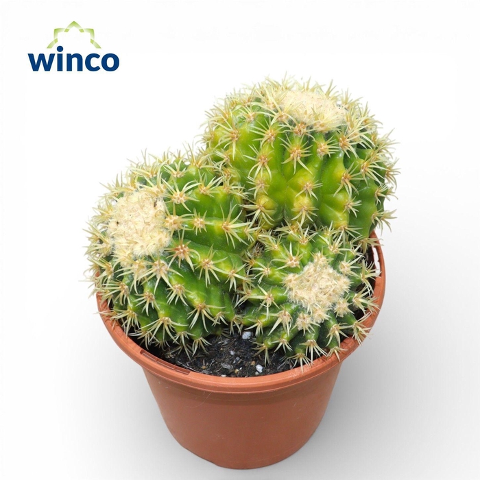<h4>Echinocactus Brevispina (Group)</h4>