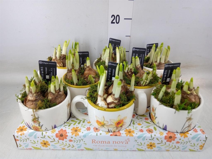 <h4>Arr.  Narcissus</h4>