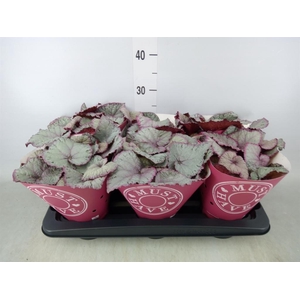 Begonia BD 'Hawaiian Silver'