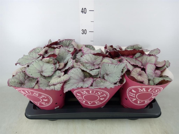 <h4>Begonia BD 'Hawaiian Silver'</h4>