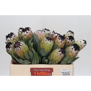 Protea Niobe