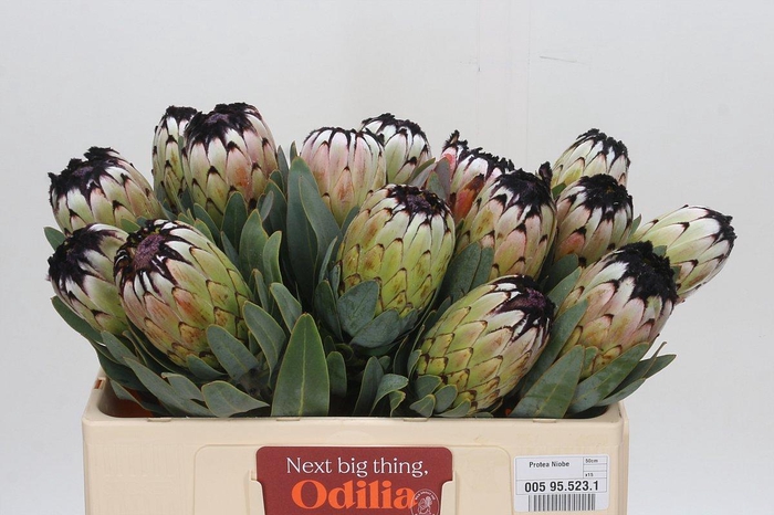 <h4>Protea Niobe</h4>