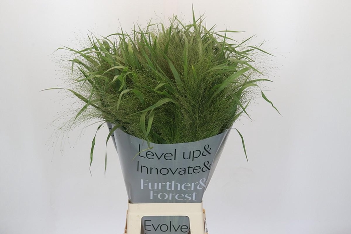 <h4>Panicum Fountain</h4>