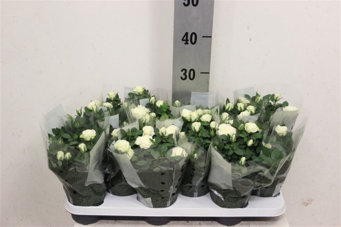 <h4>Rosa Kordana Alaska (wit)</h4>