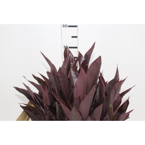 FOLHAGEM DRACENA RUBRA VINHO