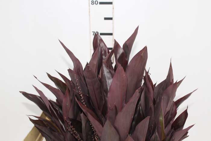 <h4>FOLHAGEM DRACENA RUBRA VINHO</h4>