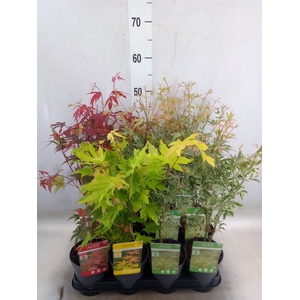 Acer palmatum