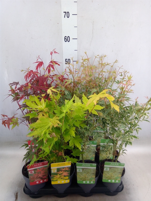 <h4>Acer palmatum</h4>