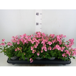 Diascia  'Ruby Field'