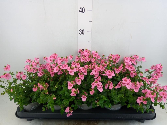 <h4>Diascia  'Ruby Field'</h4>