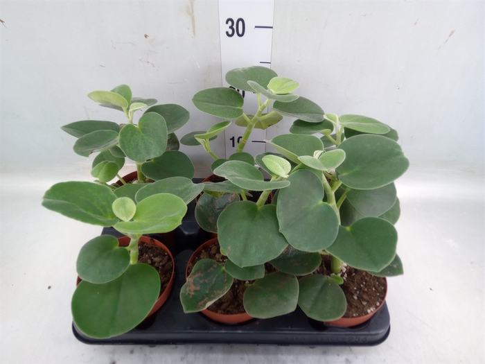 <h4>Peperomia</h4>