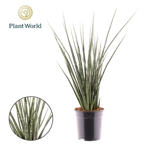 Sansevieria Digitorum