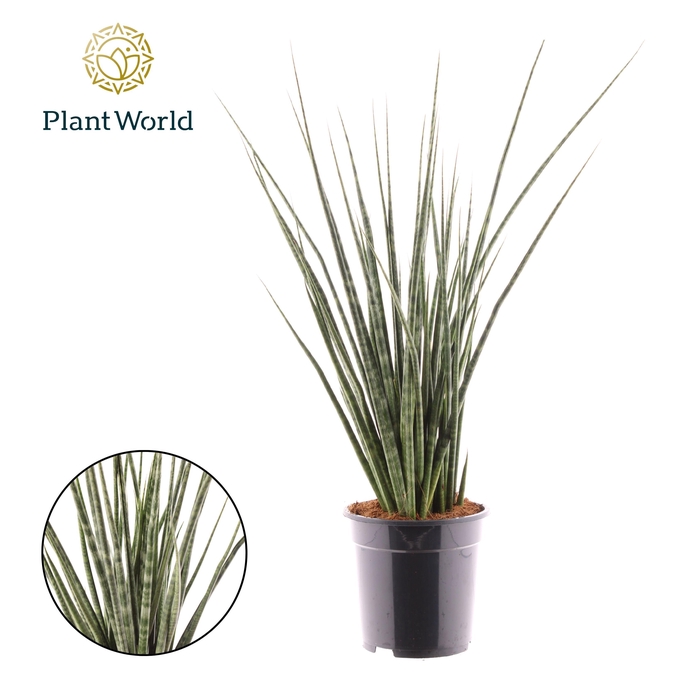 <h4>Sansevieria Digitorum</h4>